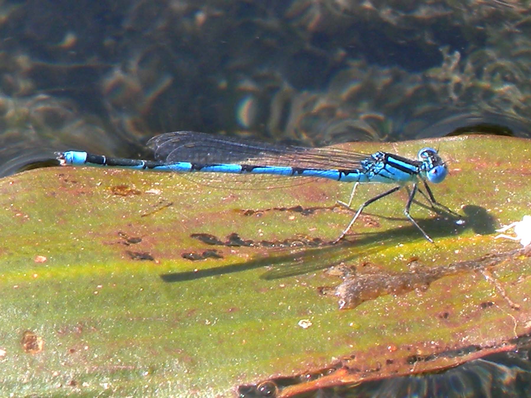 Identificazione incerta - Erythromma lindenii